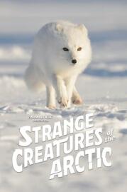 ดูหนังออนไลน์ Strange Creatures of the Arctic (2022)